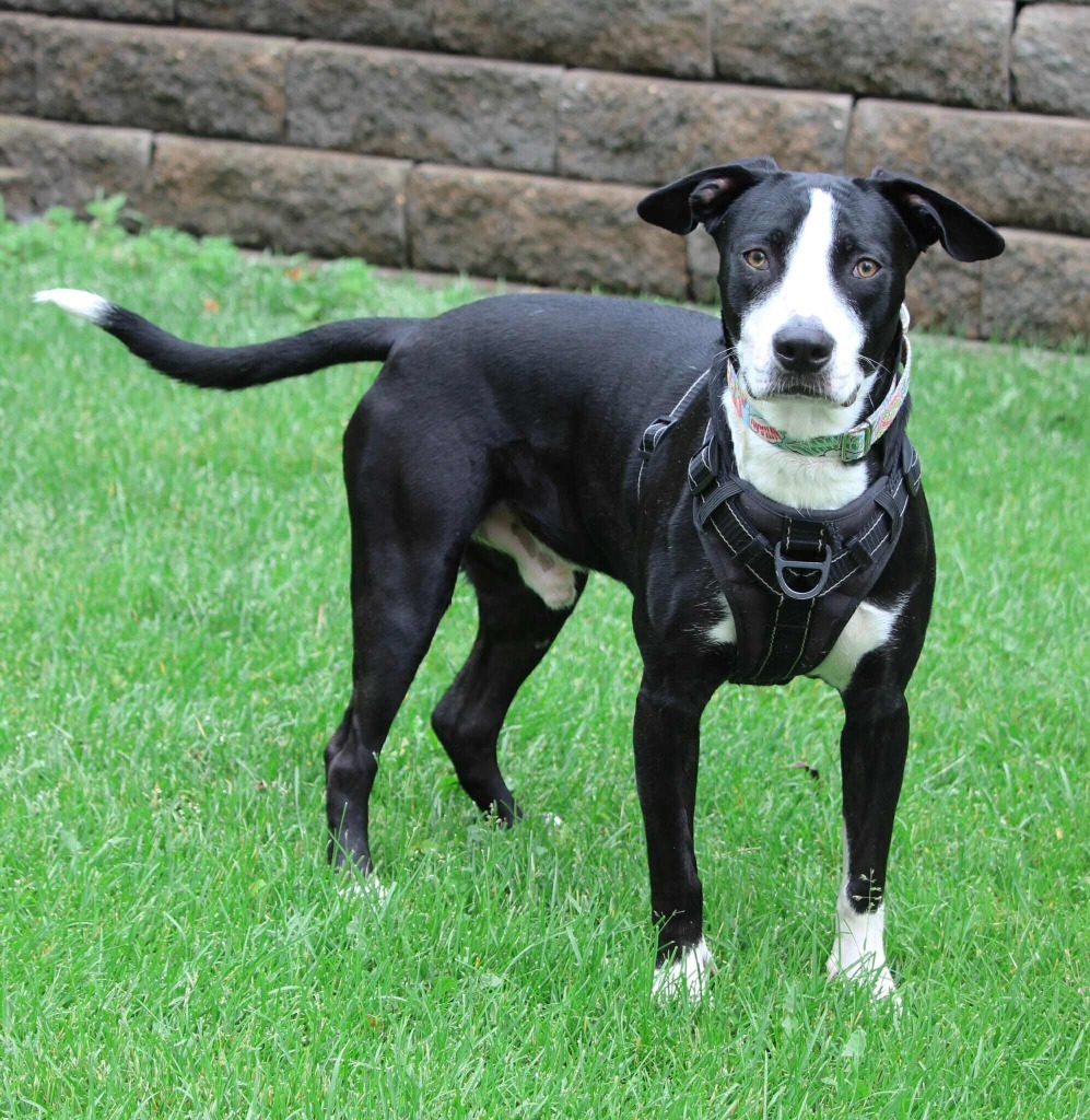 Elliot, an adoptable Mixed Breed in Savage, MN, 55378 | Photo Image 5