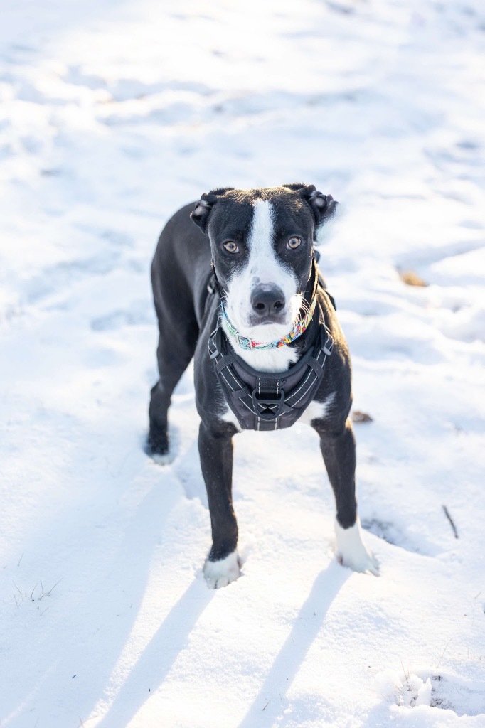 Elliot, an adoptable Mixed Breed in Savage, MN, 55378 | Photo Image 6