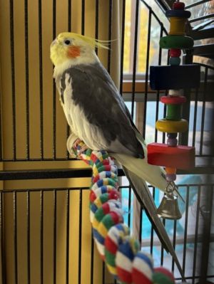 Mango, Young Male Cockatiel