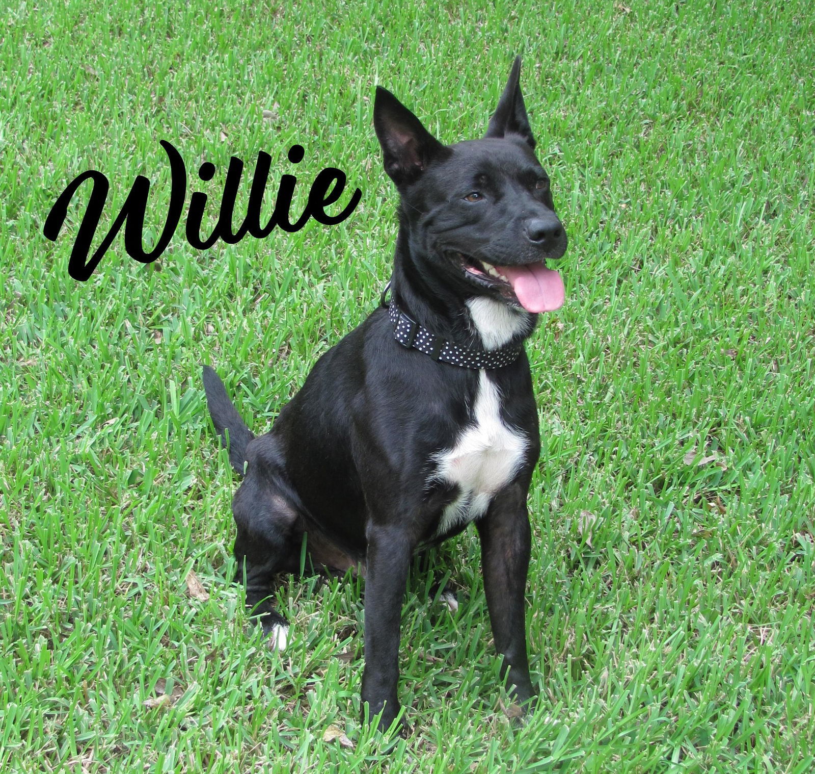 Willie #what-a-great-dog
