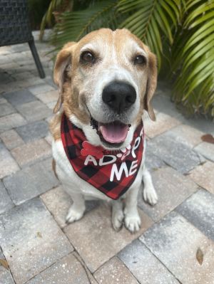 Wilson, Adult Male Beagle