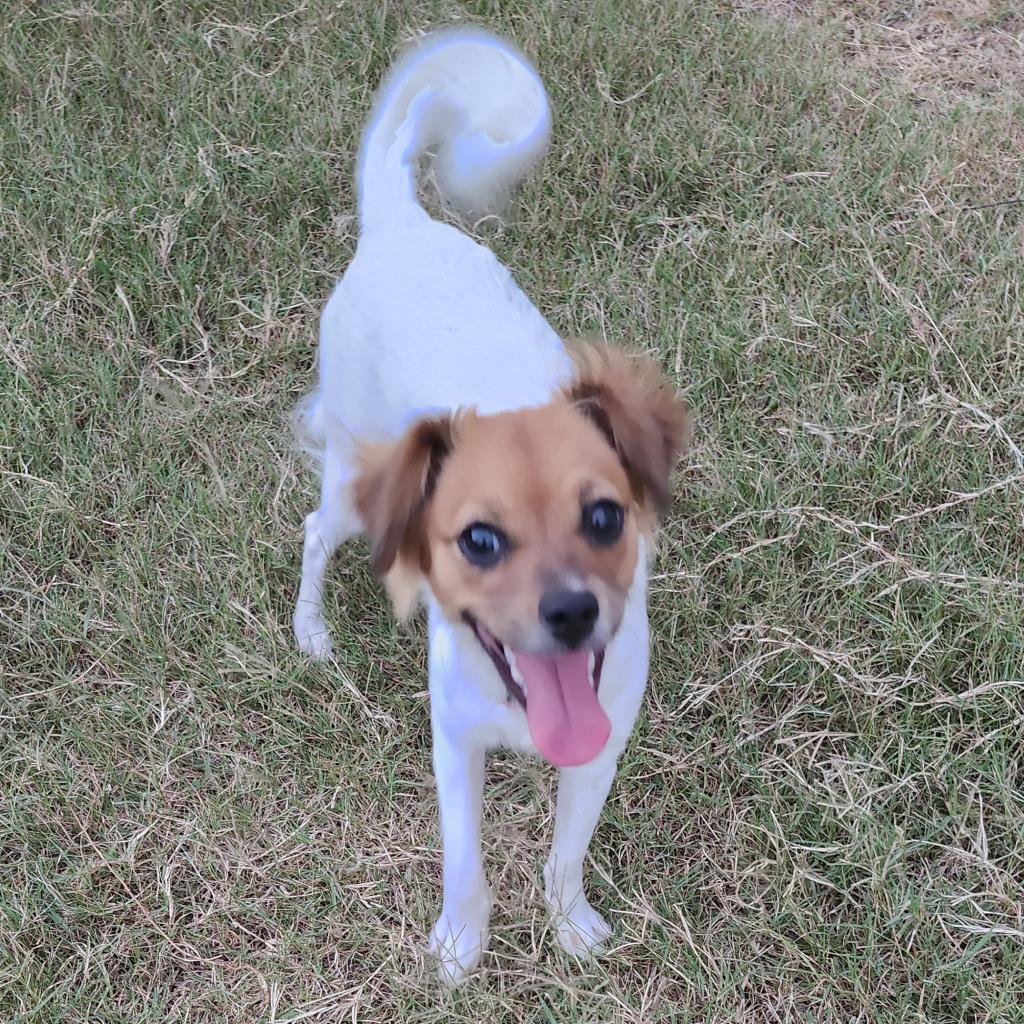 Pixie (Princeton TX)