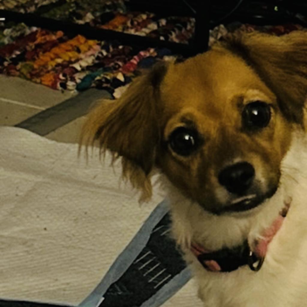 Pixie (Princeton TX)