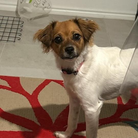 Pixie (Princeton TX)