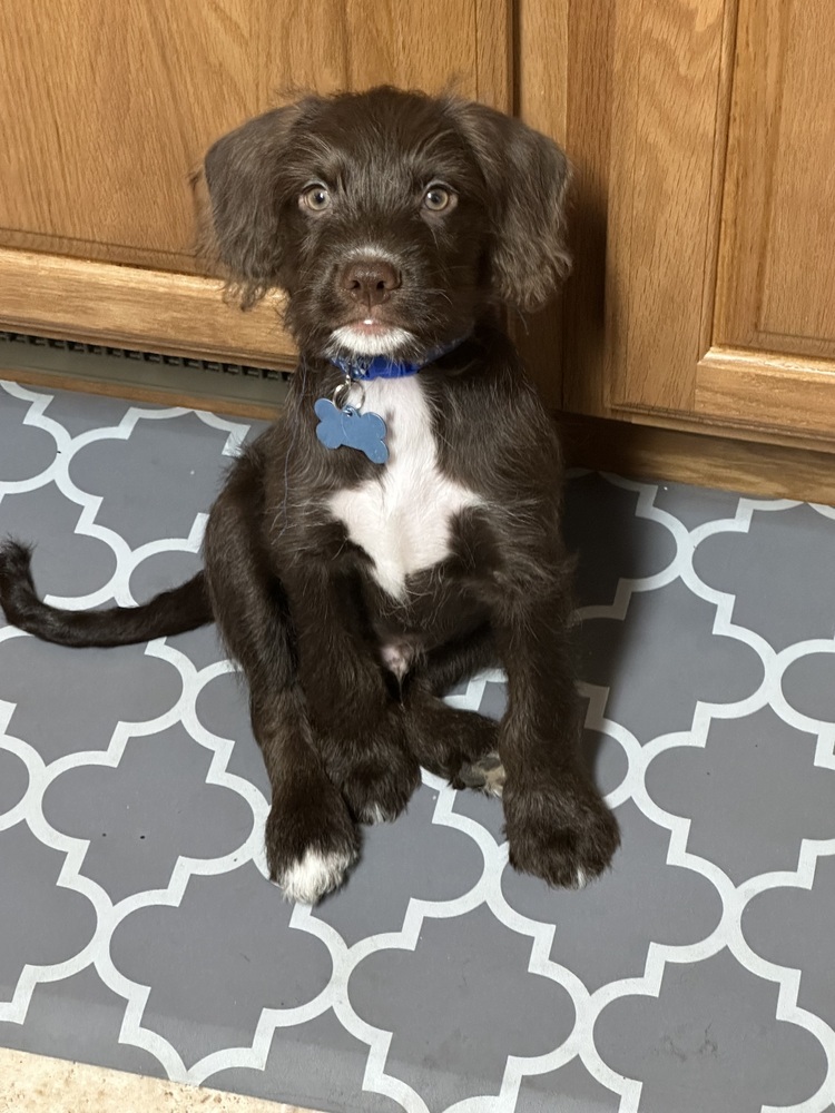 Cooper, an adoptable Cockapoo, Beagle in Galena, OH, 43021 | Photo Image 1