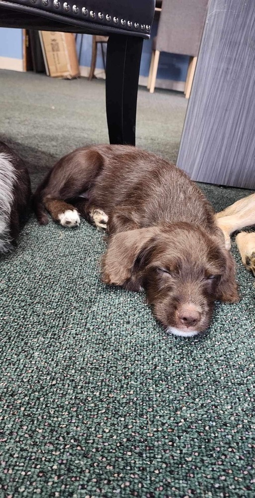 Cooper, an adoptable Cockapoo, Beagle in Galena, OH, 43021 | Photo Image 2