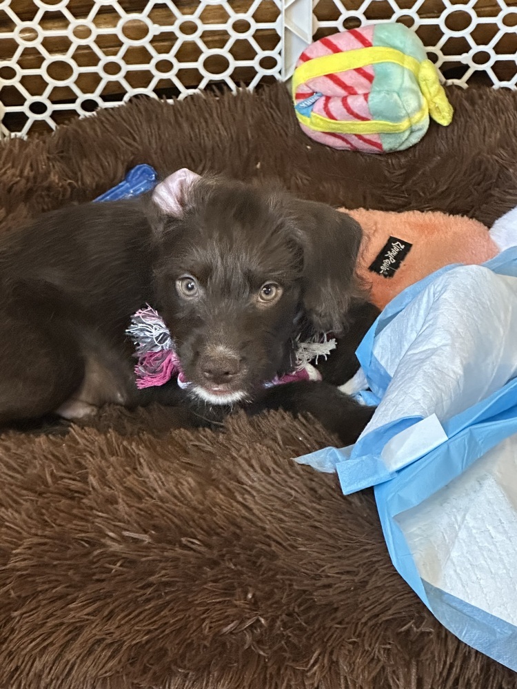 Cooper, an adoptable Cockapoo, Beagle in Galena, OH, 43021 | Photo Image 3