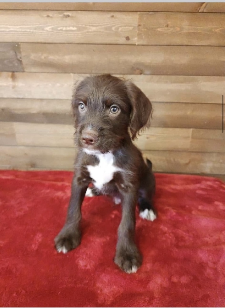 Cooper, an adoptable Cockapoo, Beagle in Galena, OH, 43021 | Photo Image 4