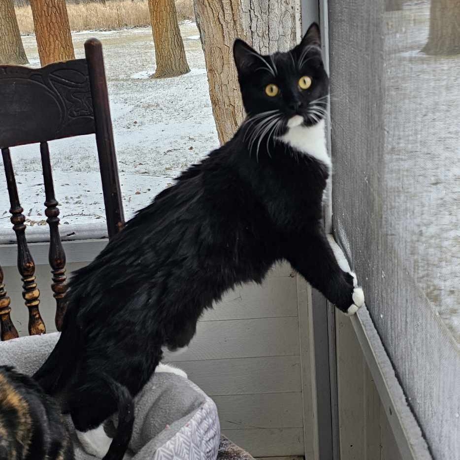 Midnight, an adoptable Domestic Short Hair in Bismarck, ND, 58507 | Photo Image 1
