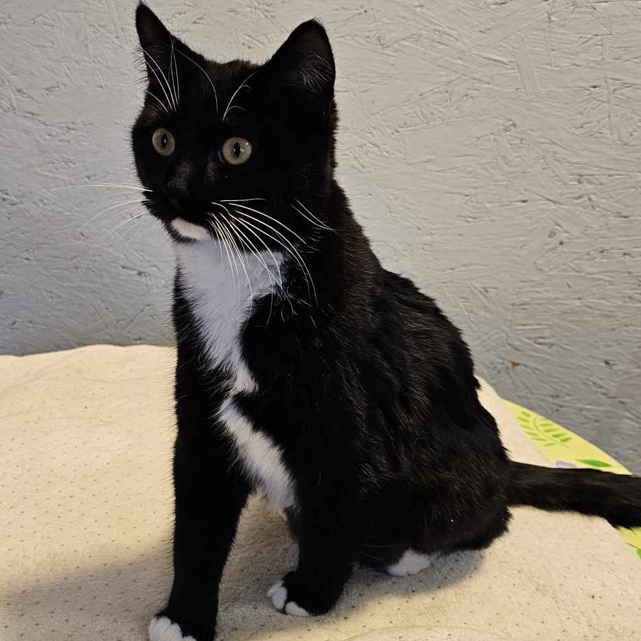 Midnight, an adoptable Domestic Short Hair in Bismarck, ND, 58507 | Photo Image 2