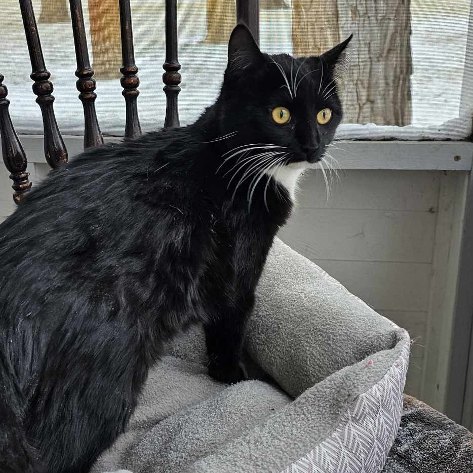 Midnight, an adoptable Domestic Short Hair in Bismarck, ND, 58507 | Photo Image 3