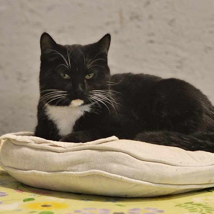 Midnight, an adoptable Domestic Short Hair in Bismarck, ND, 58507 | Photo Image 4