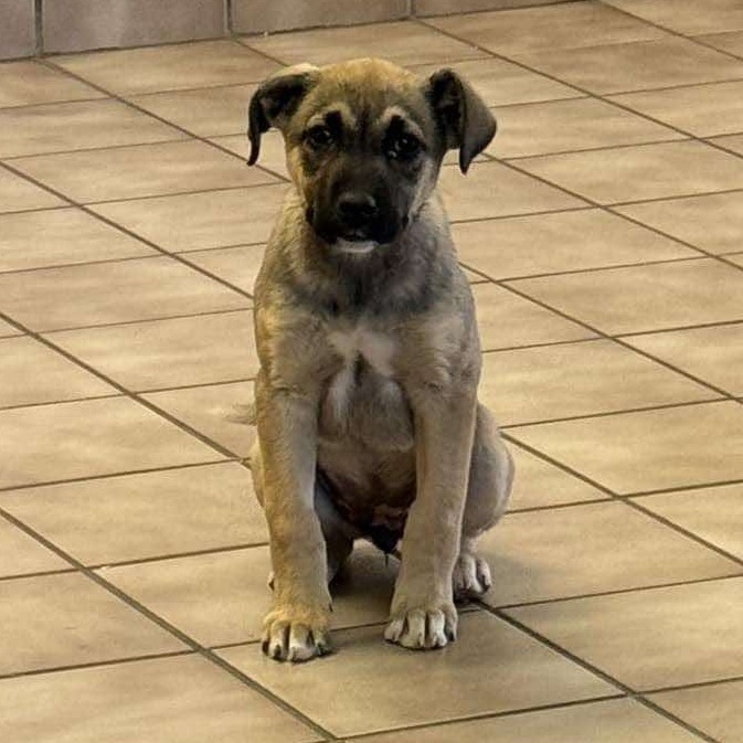 Harley, an adoptable Mixed Breed, German Shepherd Dog in Bismarck, ND, 58507 | Photo Image 1