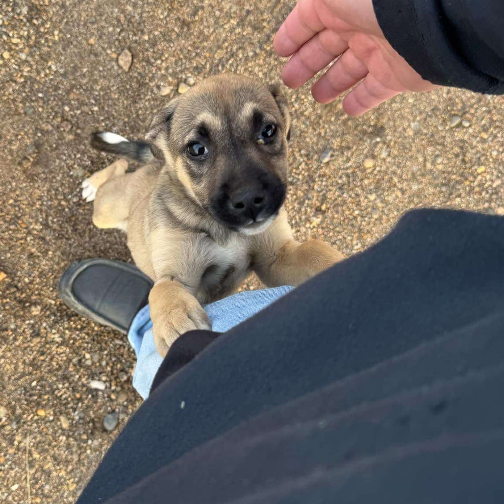 Harley, an adoptable Mixed Breed, German Shepherd Dog in Bismarck, ND, 58507 | Photo Image 2