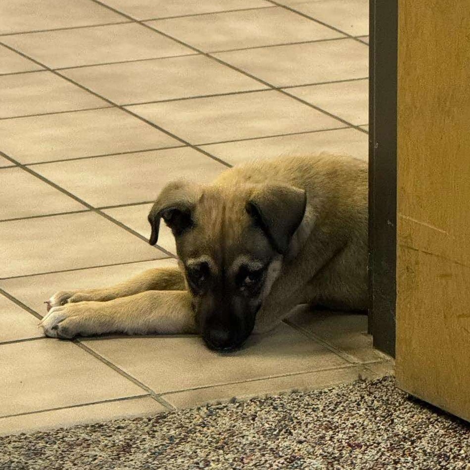 Harley, an adoptable Mixed Breed, German Shepherd Dog in Bismarck, ND, 58507 | Photo Image 3