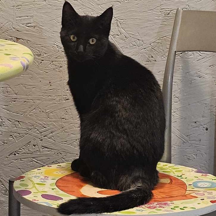 Nior, an adoptable Domestic Short Hair in Bismarck, ND, 58507 | Photo Image 1