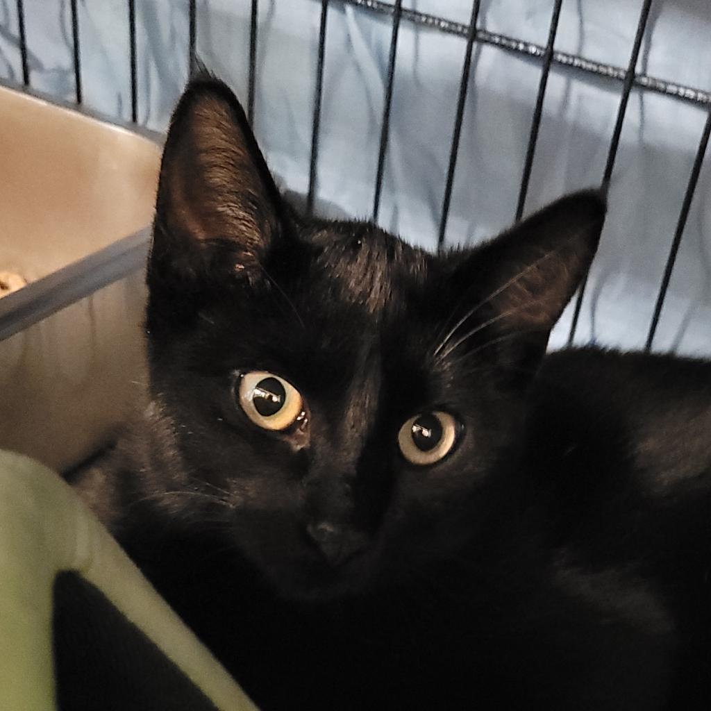 Nior, an adoptable Domestic Short Hair in Bismarck, ND, 58507 | Photo Image 2