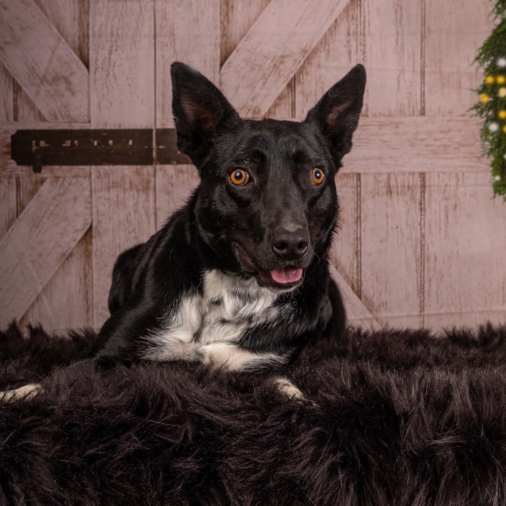 Ringo, an adoptable Mixed Breed in Cody, WY, 82414 | Photo Image 1