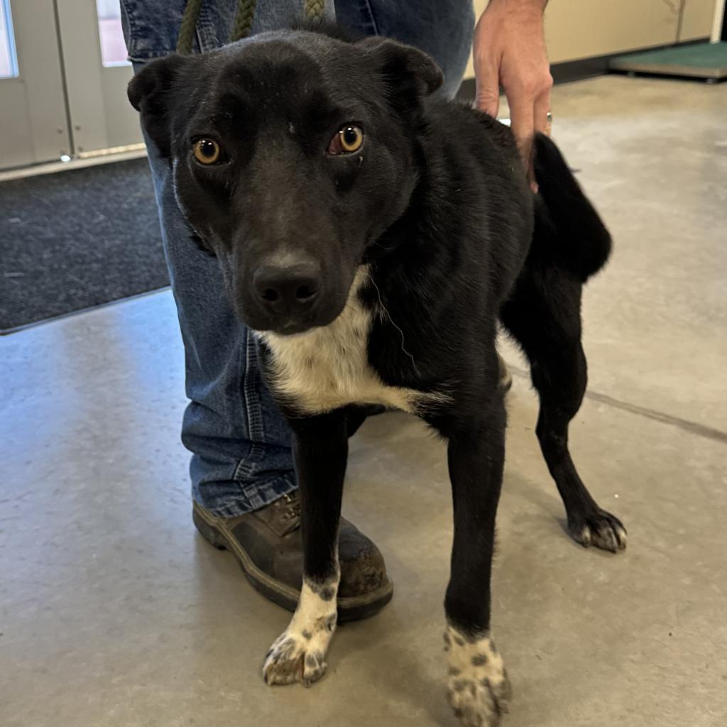 Ringo, an adoptable Mixed Breed in Cody, WY, 82414 | Photo Image 2