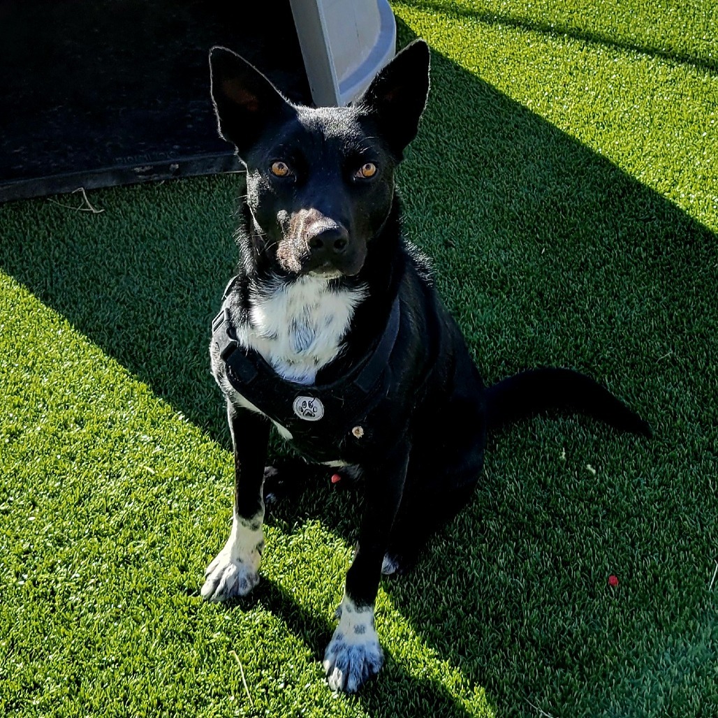 Ringo, an adoptable Mixed Breed in Cody, WY, 82414 | Photo Image 3