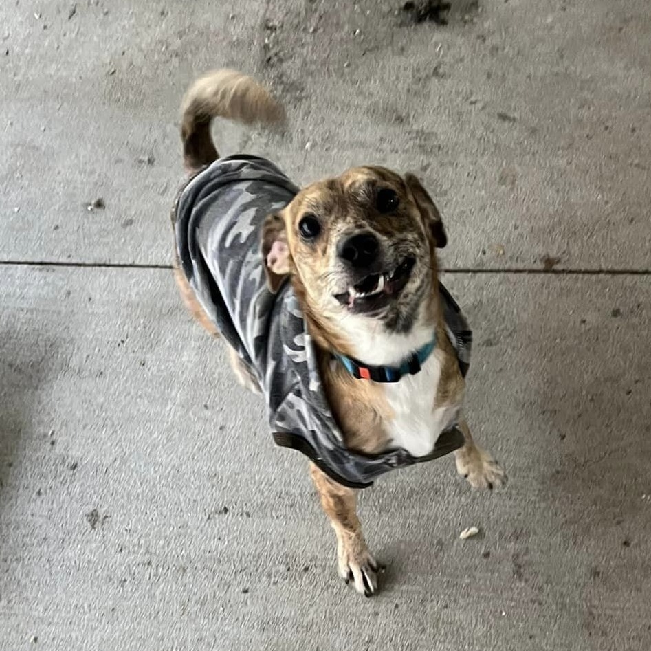 Winston, an adoptable Chihuahua in Blair, WI, 54616 | Photo Image 1