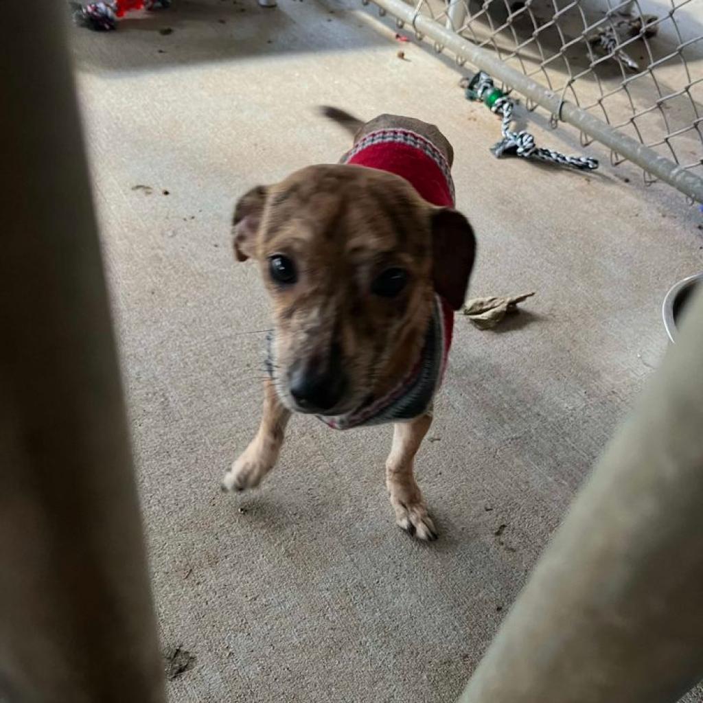 Winston, an adoptable Chihuahua in Blair, WI, 54616 | Photo Image 2