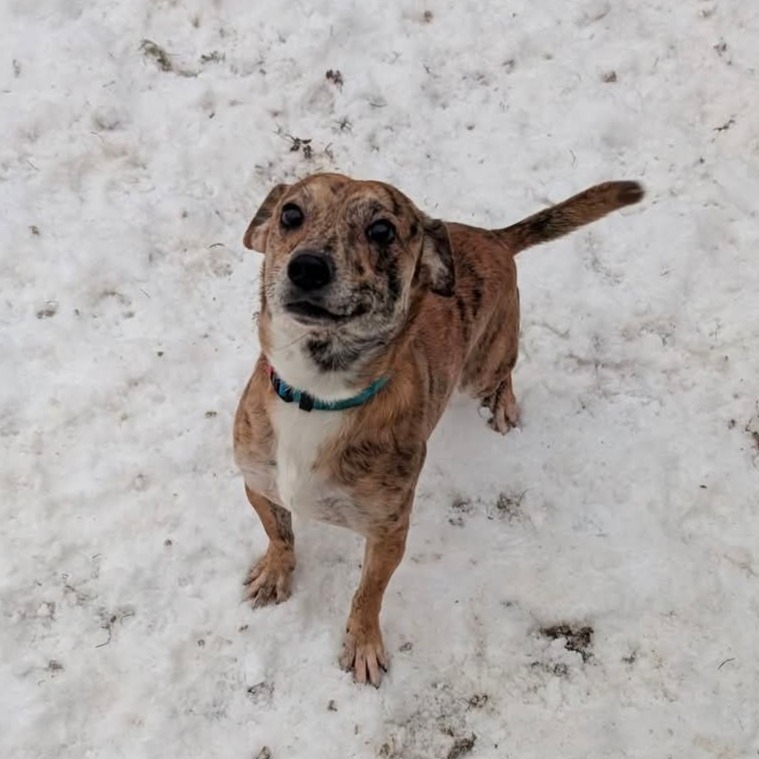 Winston, an adoptable Chihuahua in Blair, WI, 54616 | Photo Image 3