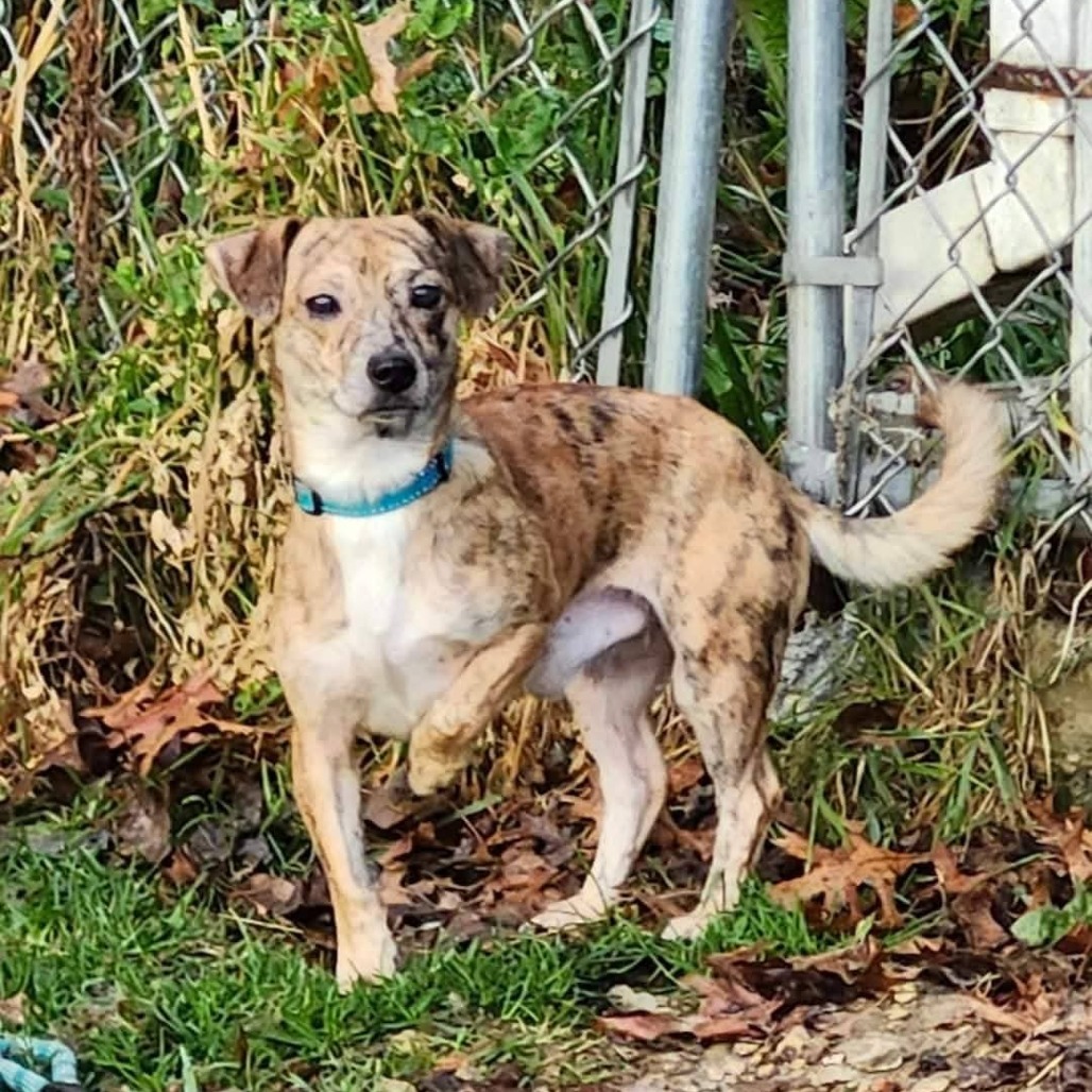 Winston, an adoptable Chihuahua in Blair, WI, 54616 | Photo Image 4