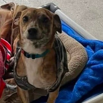 Winston, an adoptable Chihuahua in Blair, WI, 54616 | Photo Image 5