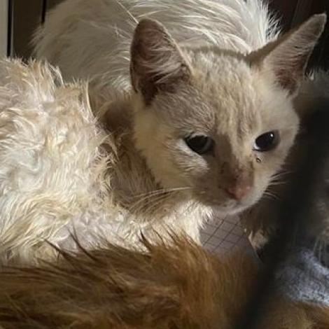 Snowball