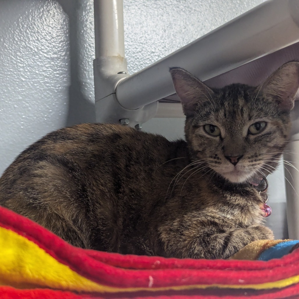 Cleo