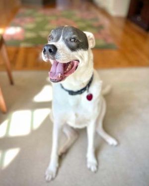 Roux, Senior Male Pit Bull Terrier