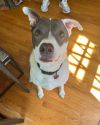 Roux photo 2
