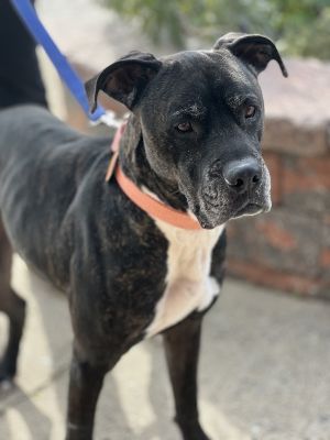 Xylo, Senior Male Mastiff