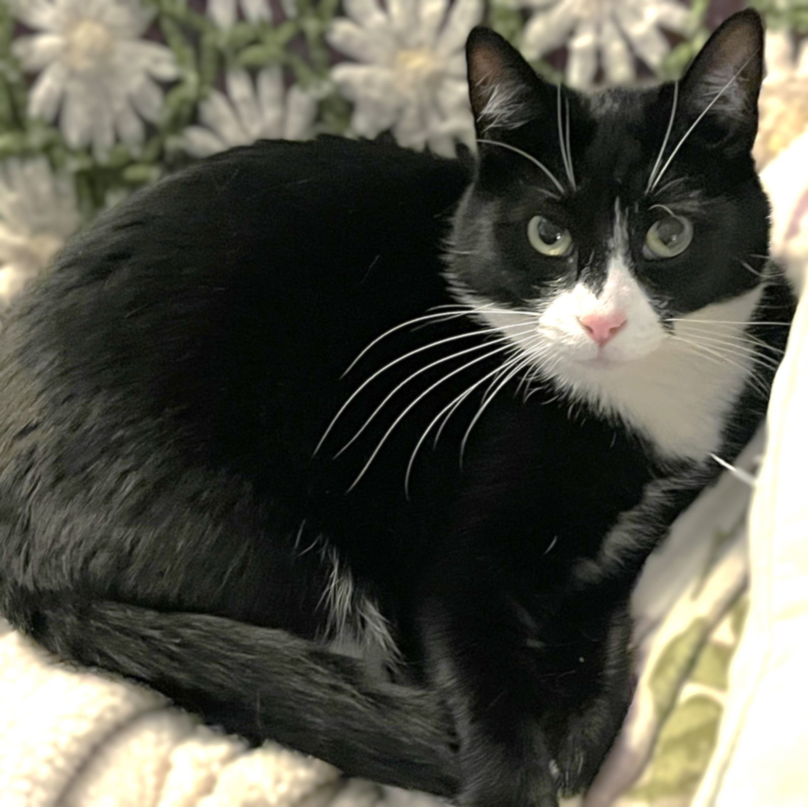 Yin, an adoptable Domestic Short Hair, Tuxedo in Springfield, OR, 97475 | Photo Image 1