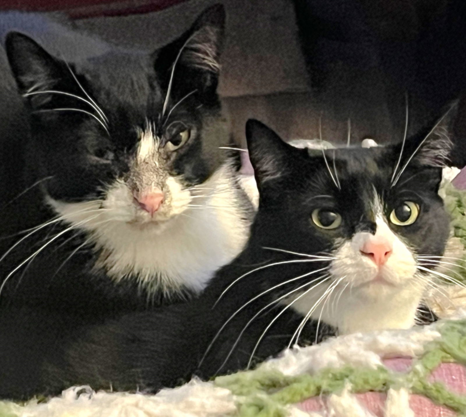 Yang, an adoptable Domestic Short Hair, Tuxedo in Springfield, OR, 97475 | Photo Image 1