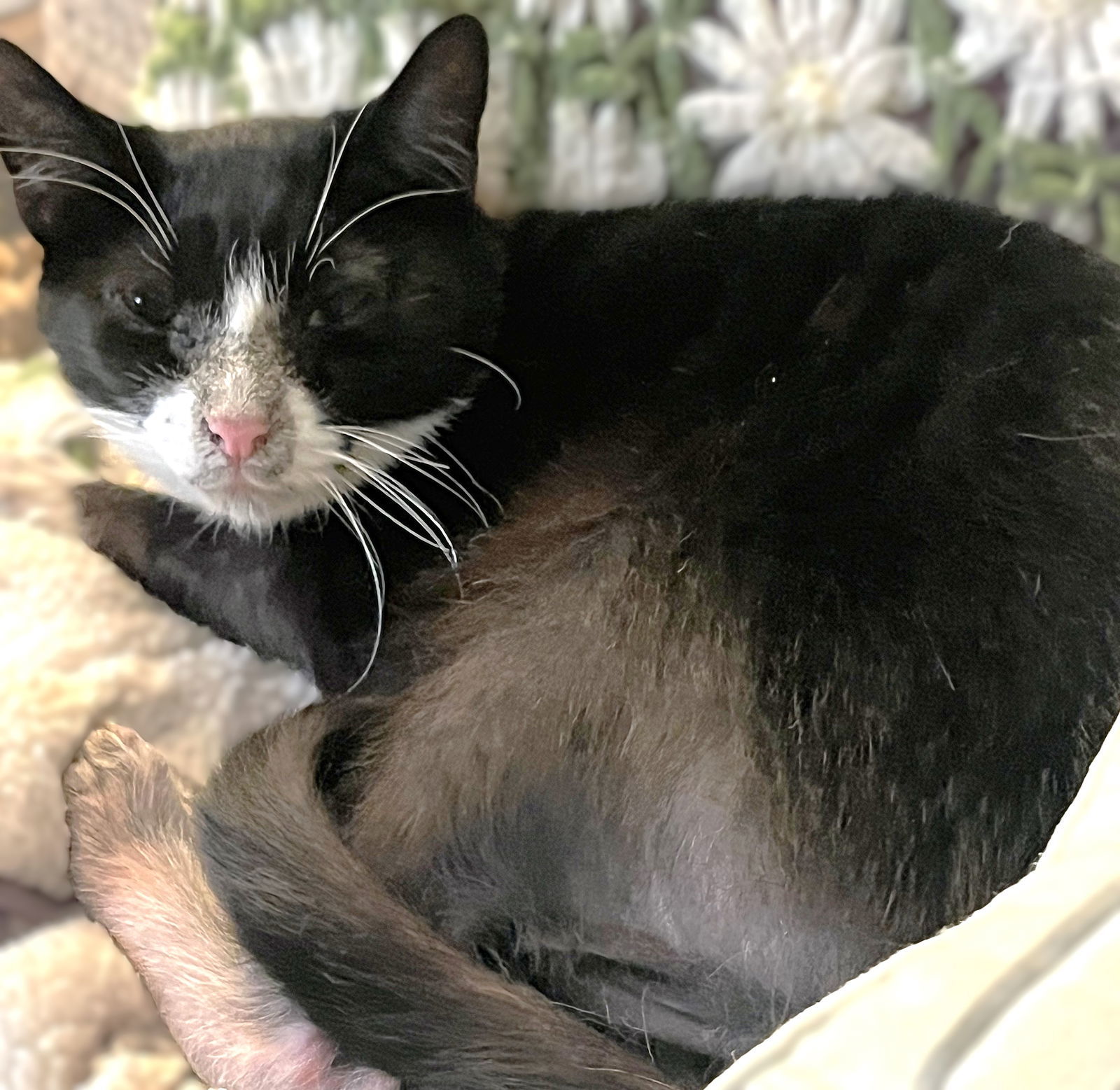 Yang, an adoptable Domestic Short Hair, Tuxedo in Springfield, OR, 97475 | Photo Image 5