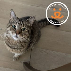 Saltwater Taffy is currently in foster care and ready for adoption via our virtual process Learn mo