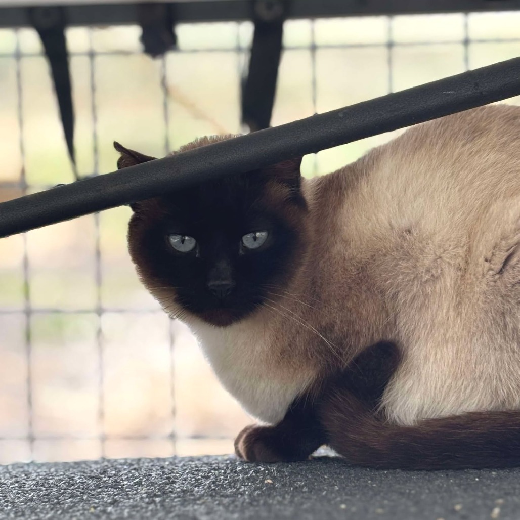 Jamie, an adoptable Siamese in Sheridan, WY, 82801 | Photo Image 1