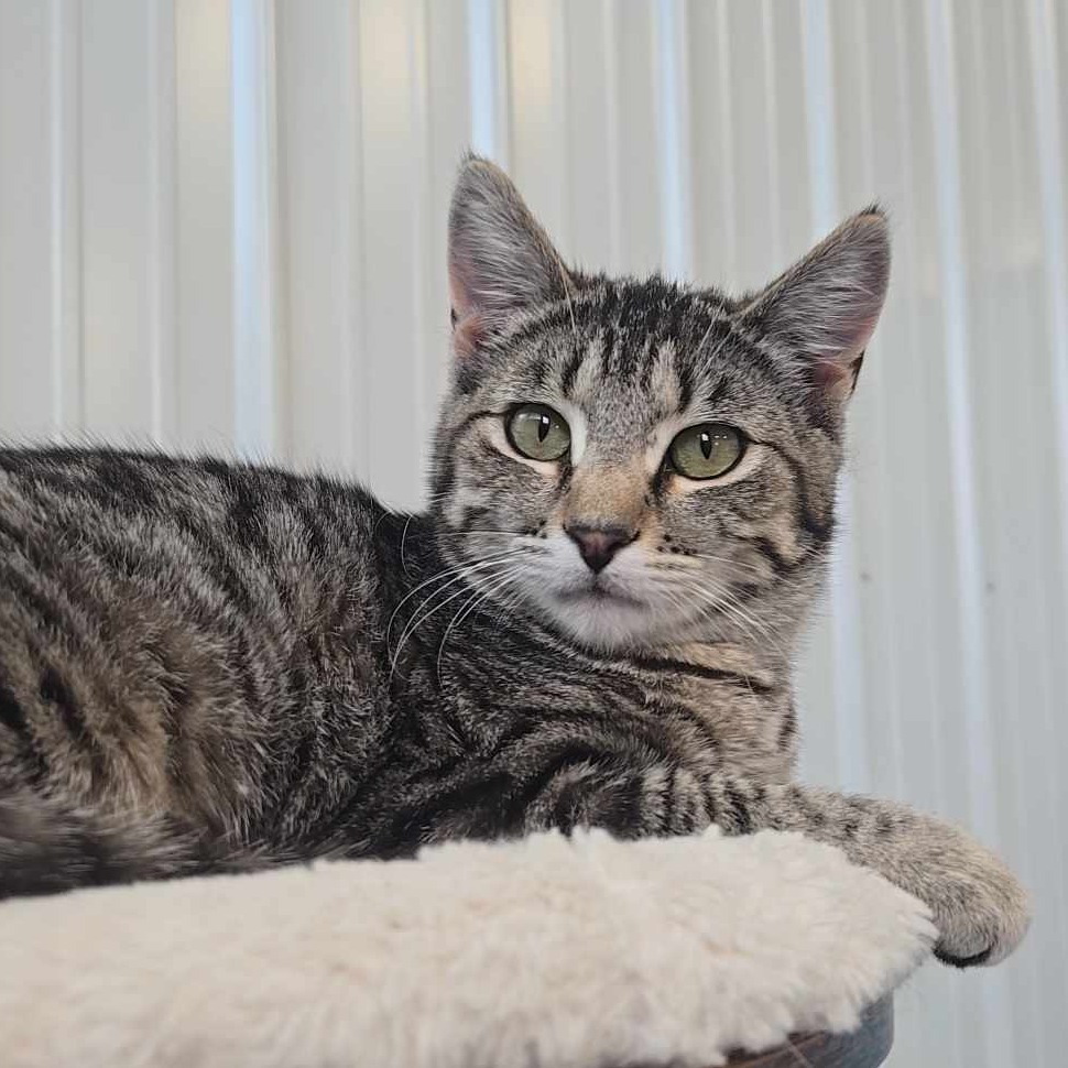 Chai, an adoptable Domestic Short Hair in Sheridan, WY, 82801 | Photo Image 1