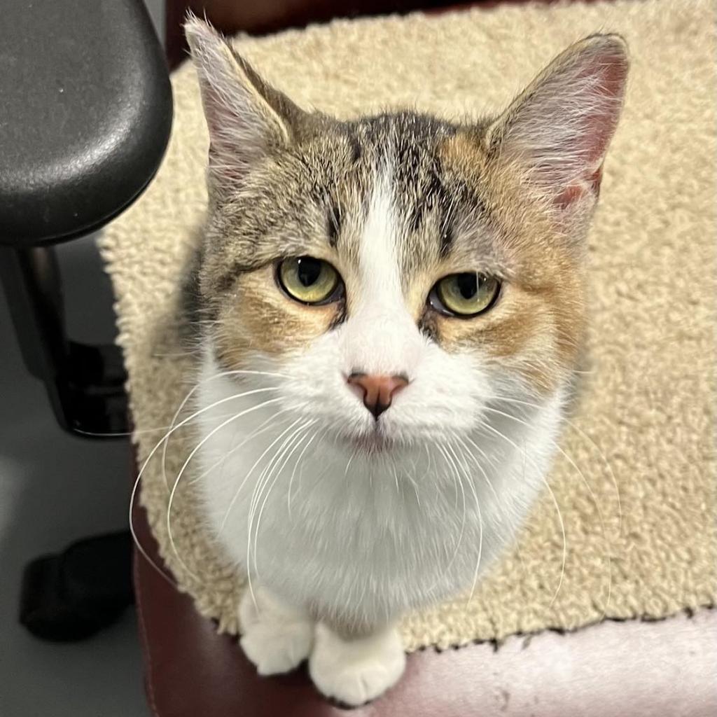 Daisy, an adoptable Domestic Short Hair in Sheridan, WY, 82801 | Photo Image 1