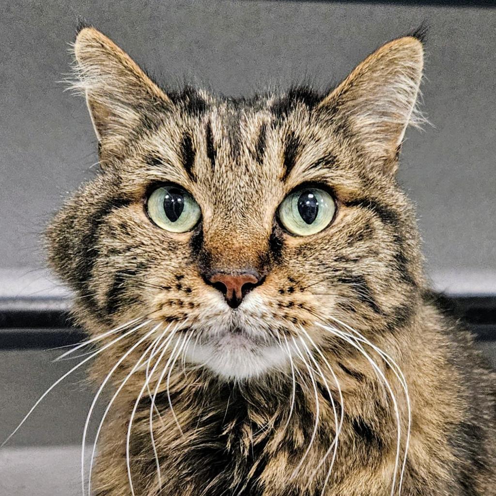 Hooey, an adoptable Manx in Sheridan, WY, 82801 | Photo Image 1