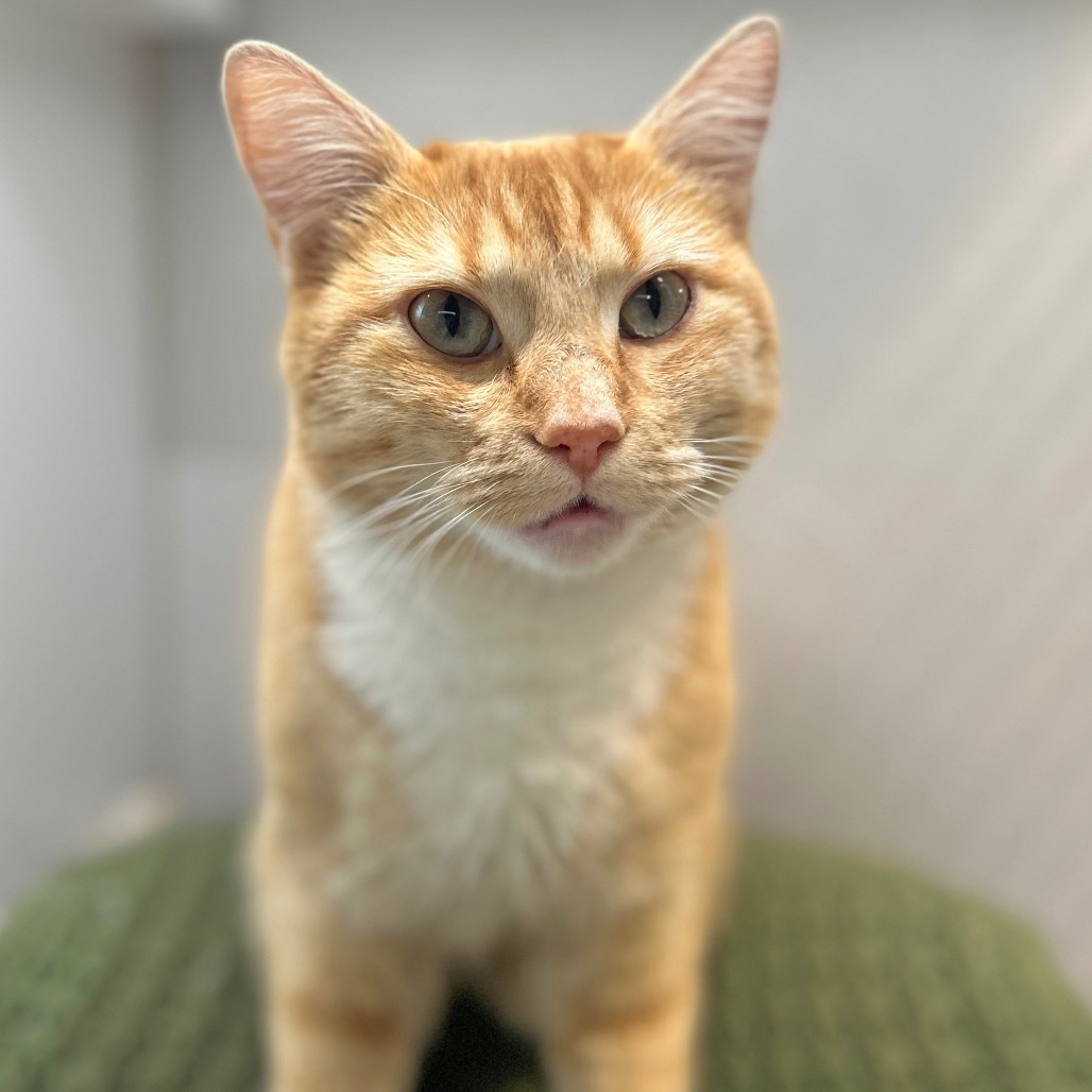 Carolina, an adoptable Domestic Short Hair in Hailey, ID, 83333 | Photo Image 1