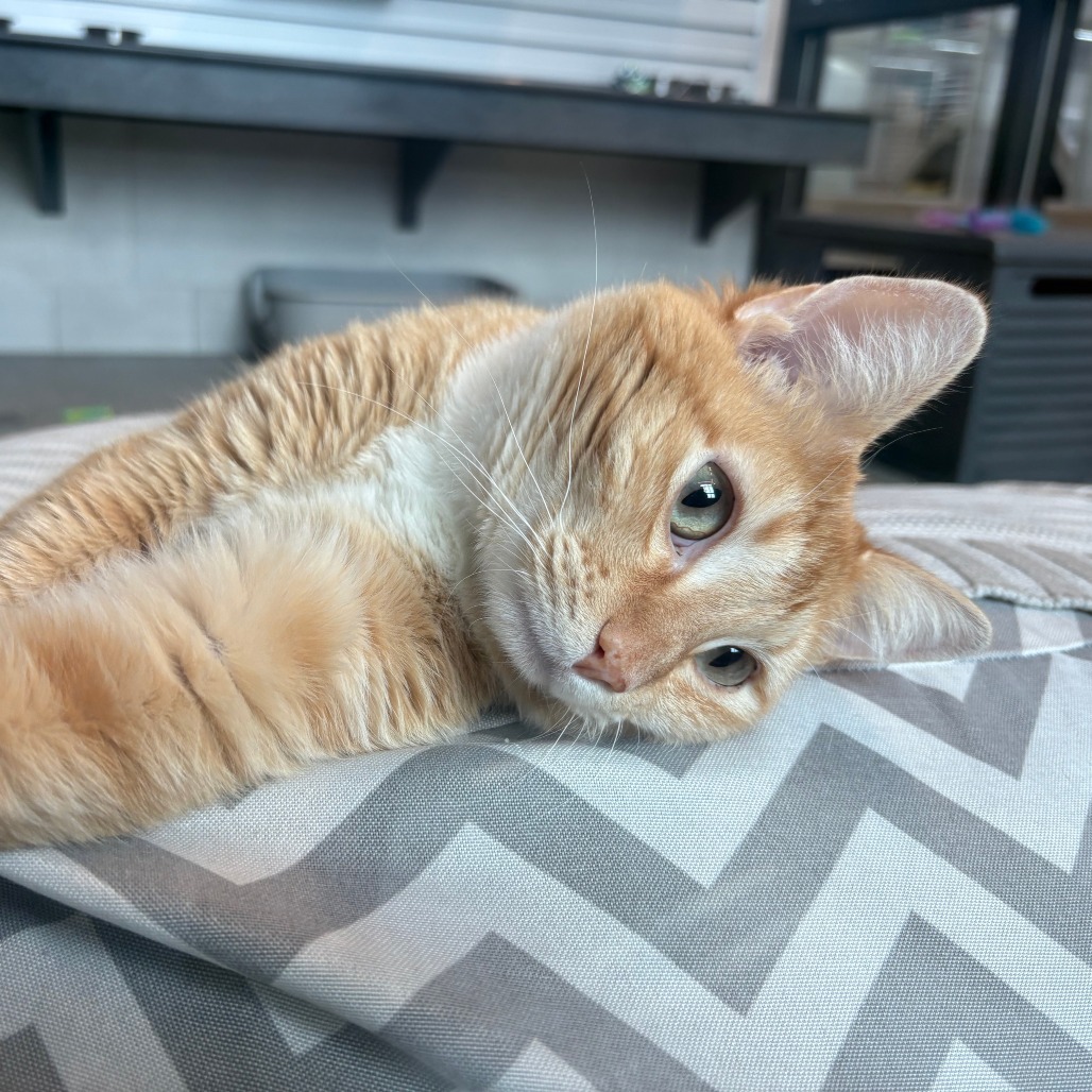 Carolina, an adoptable Domestic Short Hair in Hailey, ID, 83333 | Photo Image 1