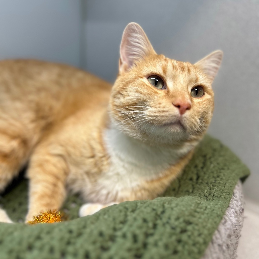 Carolina, an adoptable Domestic Short Hair in Hailey, ID, 83333 | Photo Image 2