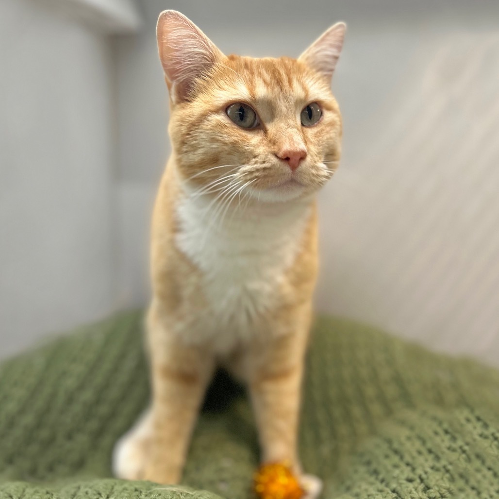 Carolina, an adoptable Domestic Short Hair in Hailey, ID, 83333 | Photo Image 3