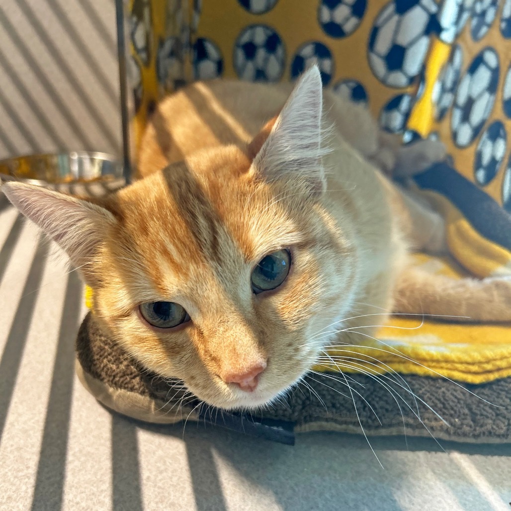 Carolina, an adoptable Domestic Short Hair in Hailey, ID, 83333 | Photo Image 4