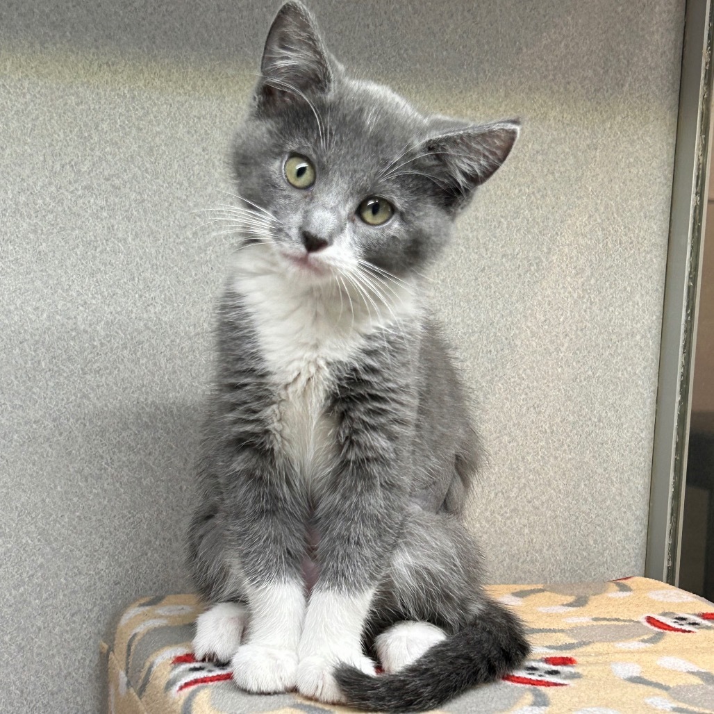 Smudge, an adoptable Domestic Short Hair in Hailey, ID, 83333 | Photo Image 1