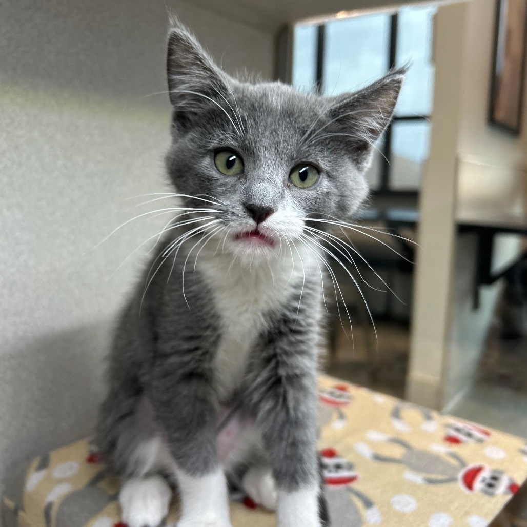 Smudge, an adoptable Domestic Short Hair in Hailey, ID, 83333 | Photo Image 2