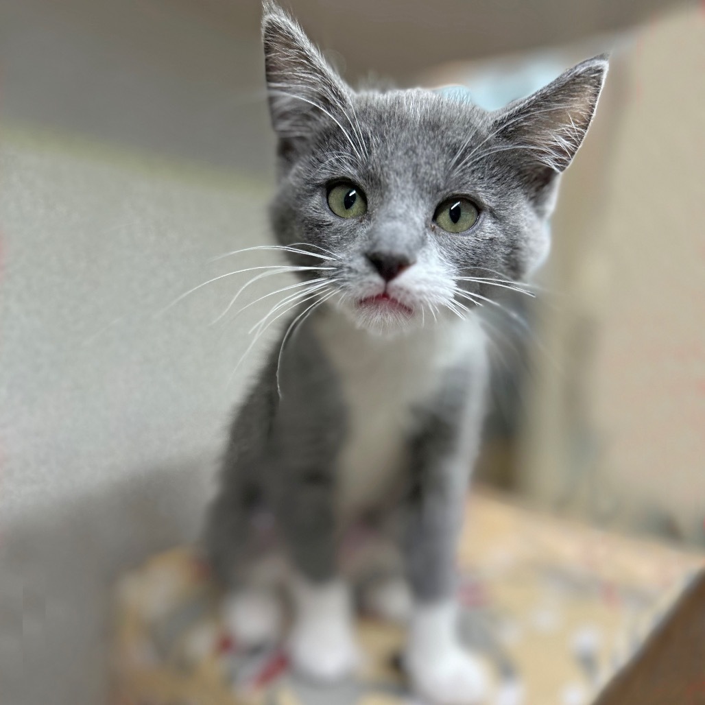 Smudge, an adoptable Domestic Short Hair in Hailey, ID, 83333 | Photo Image 3